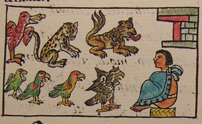 imagen-2-aves